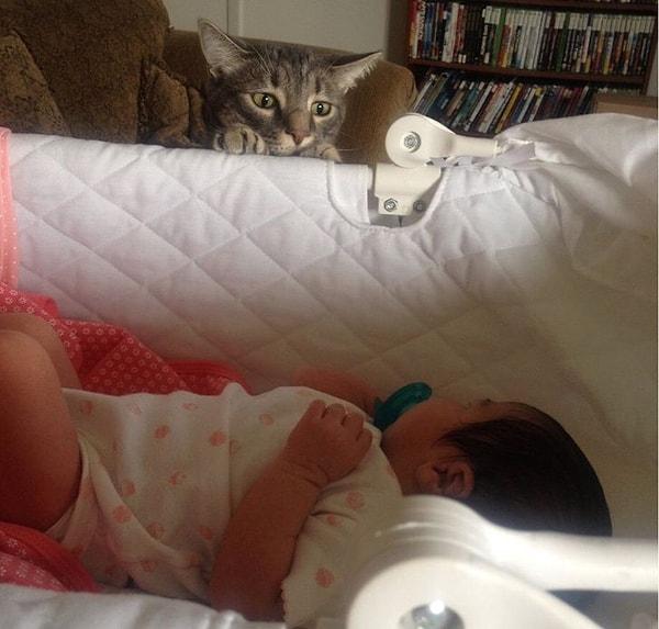 3. Yeni doğan bebeğin eve gelmesinden dolayı huzursuzlanan bir kedi: