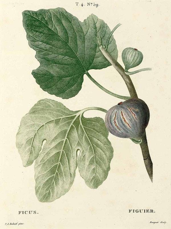 Sarma ilk olarak asma yaprağından değil, incir yaprağından yapılmıştır. Yenilebilir incir (ficus carica) buğday ve çavdardan çok daha önce, insanlar tarafından yetiştirilen ilk bitkilerden biriydi.