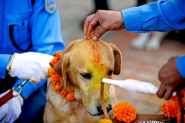 'Köpeklerin Günü' olarak da bilinen Kukur Tihar'da köpekler, alınlarına uygulanan kırmızı bir işaret olan bir tika ile kutlanır ve kutsanır.