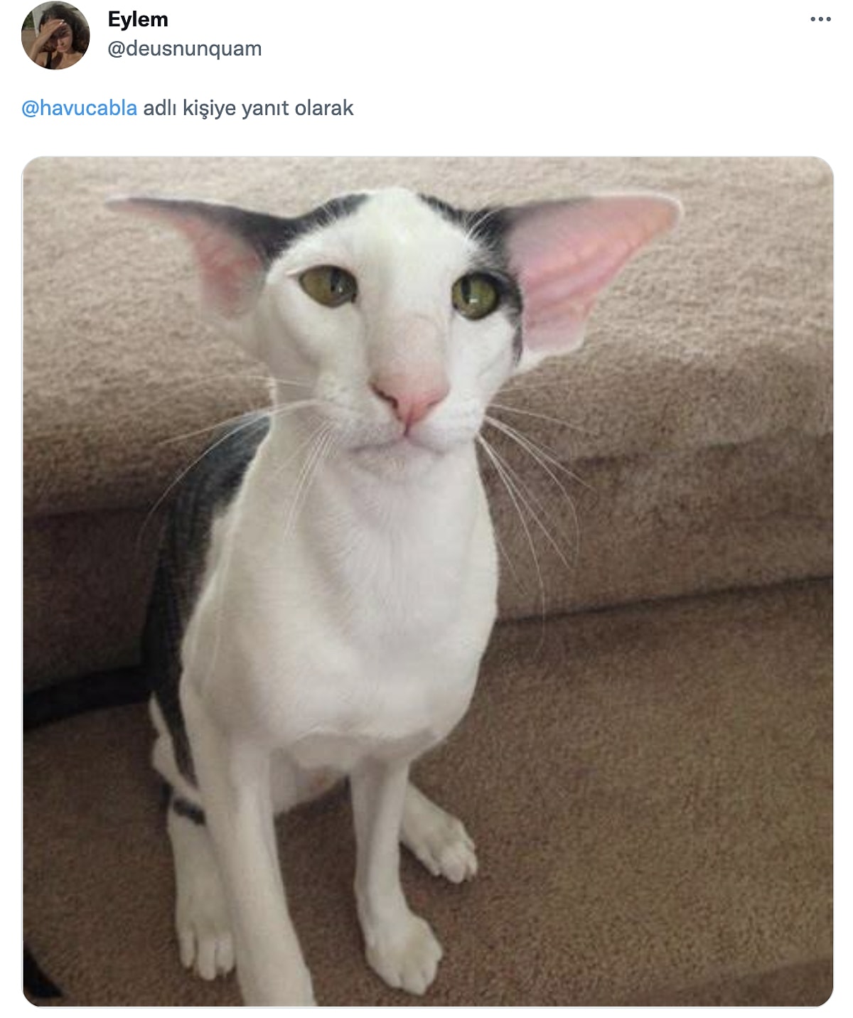 Коты похожие на грузинов