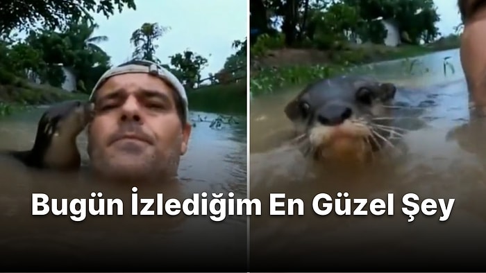 Nehirde Çekim Yaptığı Sırada Meraklı Bir Su Samurunun Yoğun İlgisine Maruz Kalan Vahşi Frank