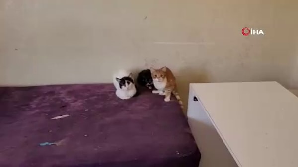 Kedi pisliği ve çöpler içerisindeki ev