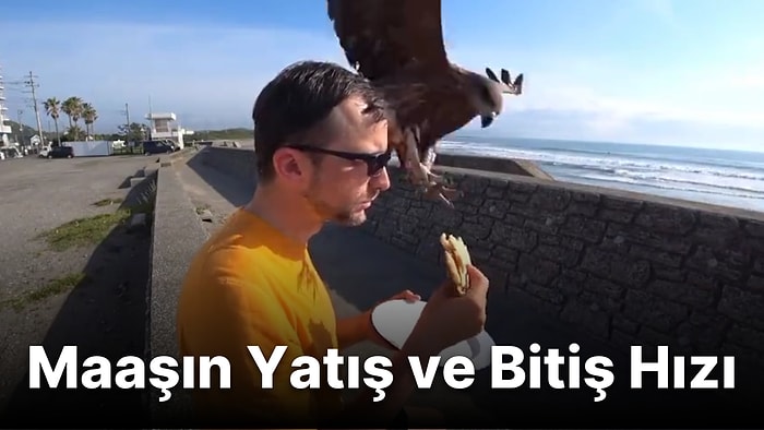 Sahilde Tost Yiyen Adamın Elindeki Tostu Işık Hızında Alan Kara Çaylak