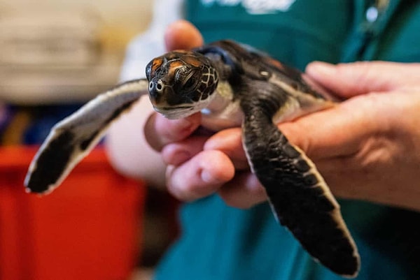 Sidney sahilinden kurtarılan küçük yeşil deniz kaplumbağası, bulunduğunda sadece 127 gram ağırlığındaydı. Bir veteriner hemşiresi, geldikten sonraki ilk altı gün boyunca kakasının tamamen plastikten oluştuğunu söyledi.