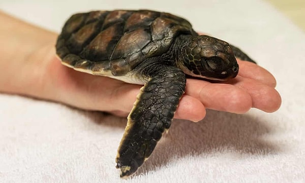 Hayvanat bahçesi bakıcıları sağlığına kavuşan ve şu anda yaklaşık 400 gram ağırlığında olan kaplumbağayı “paletli simit” olarak isimlendirdi.