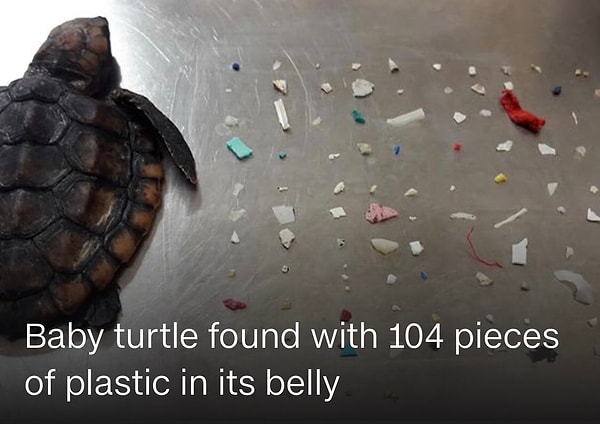 2019 yılında Florida'da bulunan ve kısa süre sonra hayatını kaybeden yavru deniz kaplumbağasının karnından 104 plastik parçası çıkmıştı.