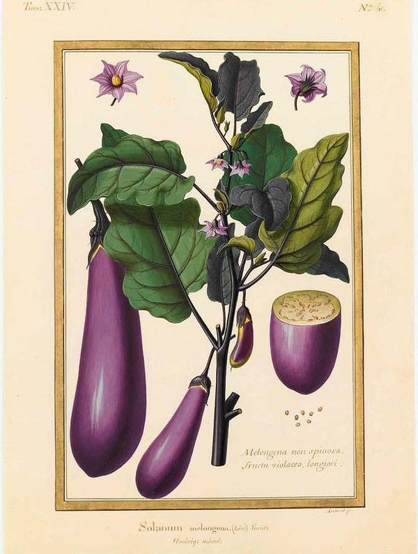 3. Patlıcanla alakalı ilk yazılı kayıt, milattan önce 59 yılında Çin antik literatürüne ait bir kaynakta geçer. Bu kaynak patlıcanın evcilleştirilmesinin ötesinde artık neredeyse her evin bahçesinde yetiştiğini gösterir.
