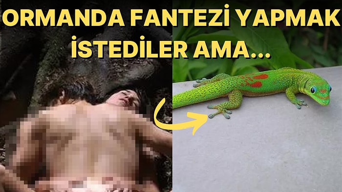 Karısıyla Fantezi İçin Gittikleri Ormanda Cinsel Birliktelik Yaşayan Adamın Penisine Kertenkele Girdi!