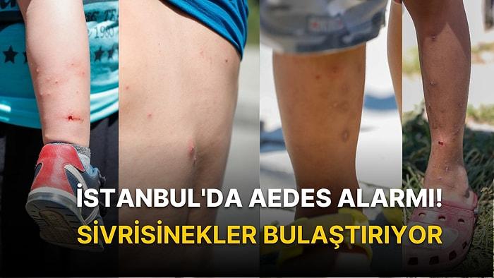 İstanbul'da Aedes Alarmı! Sivrisinekler Bulaştırıyor