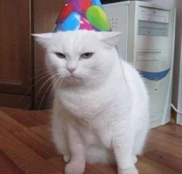 20. Doğum gününün gelmesinden çok mutlu olan bir kedi: