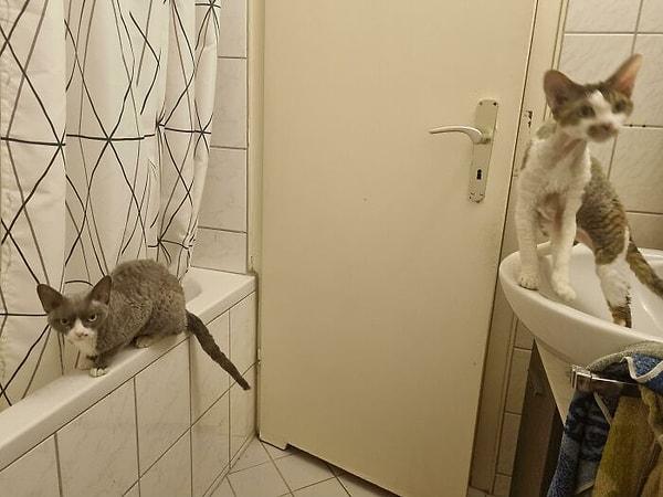 33. Tuvalettesindir ama kedilerin seni izlemeye bayılıyorlardır: