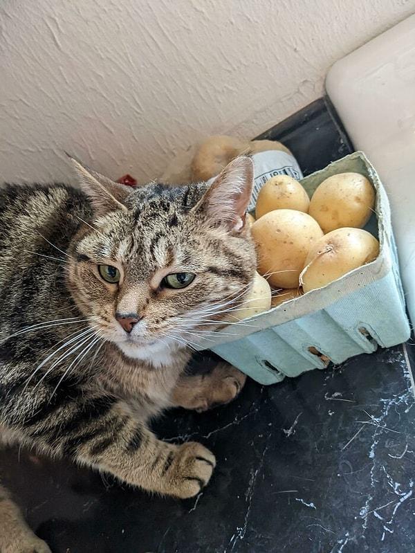 36. Patateslere aşık bir kedi: