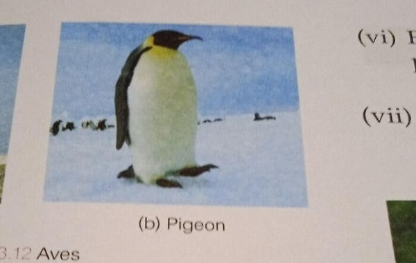 10. Надпись "Голубь"