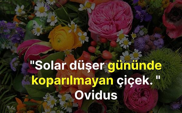"Solar düşer gününde koparılmayan çiçek. " Ovidus
