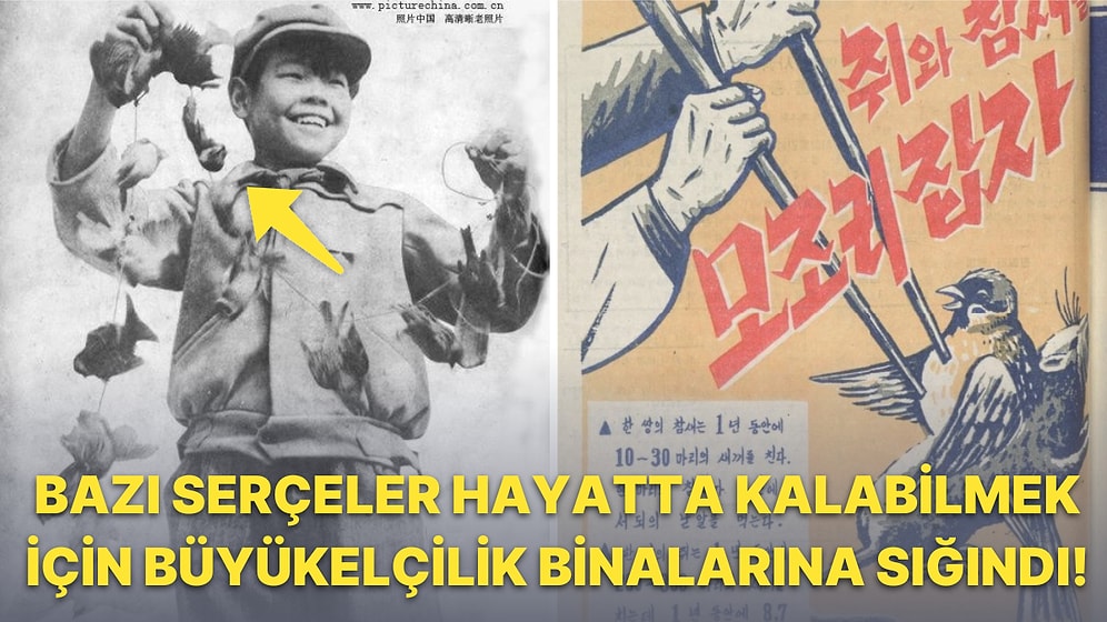 Çin Hükümeti Serçelere Karşı Halkıyla El Ele Verdiği Topyekûn Savaşı Nasıl Kaybetti?