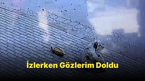 Başkasının Verdiği Ekmeği Almayan, 45 Dakika Beklediği Adam Aynı Ekmeği Uzatınca Mutlulukla Alan Köpek
