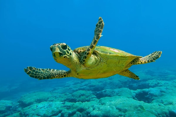 Deniz kaplumbağaları Antarktika hariç tüm kıtalarda yaşayabilen sayılı canlı türleri arasında yer alıyor.