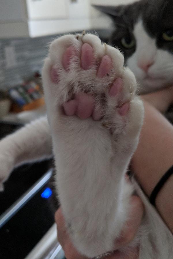 5. Ekstra parmaklara sahip olan bir kedi: