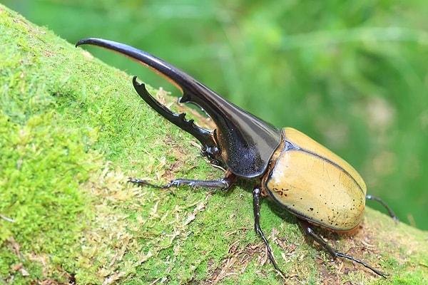 3. Gergedan böceği boyutuna göre dünya üzerindeki en güçlü hayvandır.