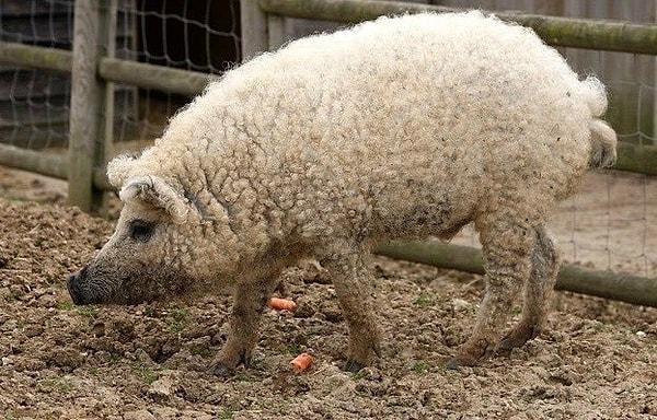 5. Bu bir koyun değil! Mangalitsa Domuzu, kürkü olan tek domuz türüdür.