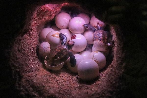 6. Bebek kaplumbağaların bir yumurta dişine sahip olduğunu biliyor muydunuz?