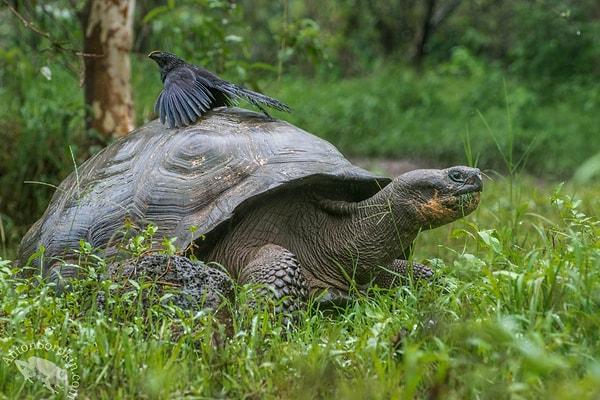 14. Dev Galapagos Kaplumbağası, bilinen en büyük kaplumbağa türüdür. Ağırlıkları 400 kilogramı bulabilir.