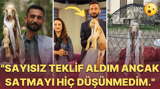 Dünya'nın En Uzun Kulaklarına Sahip Keçisi "Simba" Guinness Dünya Rekorlarına Girmek İçin Hazırlanıyor!