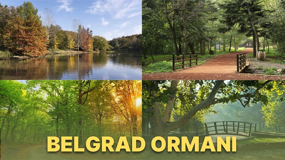 Tabiat Parklarından Gezilecek Yerlerine Kadar Tüm Detaylarıyla Oksijen Deposu Belgrad Ormanı Rehberi