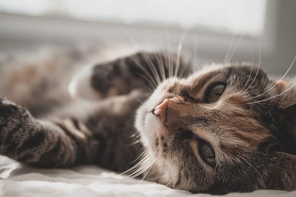 Bilim insanları bir yandan insan - kedi arasındaki etkileşimi incelediler. Kedinin insana karşı ne kadar yakın olduğu ve nasıl rahat ettiği gözlemlendi.