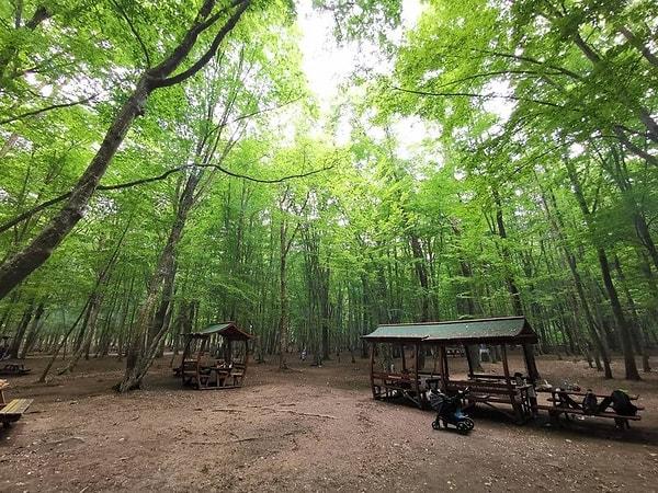Belgrad Ormanında Kamp