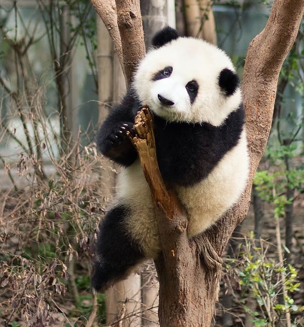 3. Панды больше не находятся под угрозой исчезновения!