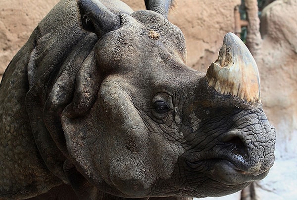 9. Выросла популяция большого однорогого носорога