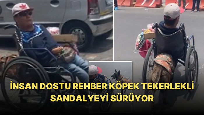 Tekerlekli Sandalyedeki İnsan Dostunu Güvenli Bir Şekilde Karşıdan Karşıya Geçiren Rehber Köpek