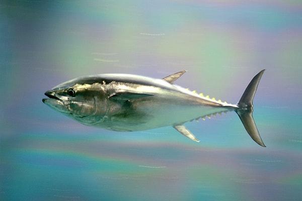 4. Güney mavi yüzgeçli ton balığı