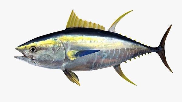 5. Sarı yüzgeçli ton balığı