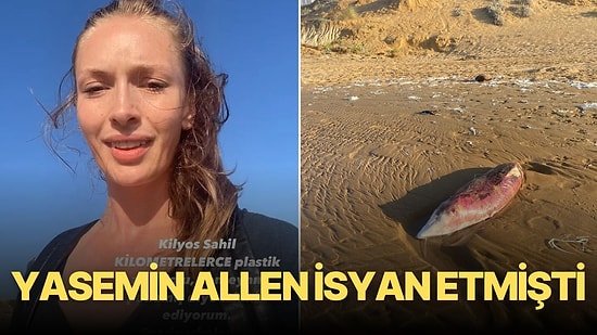 Yasemin Allen İsyan Etmişti: Yavru Yunusun Öldüğü Sahilde Temizlik Çalışması Yapıldı