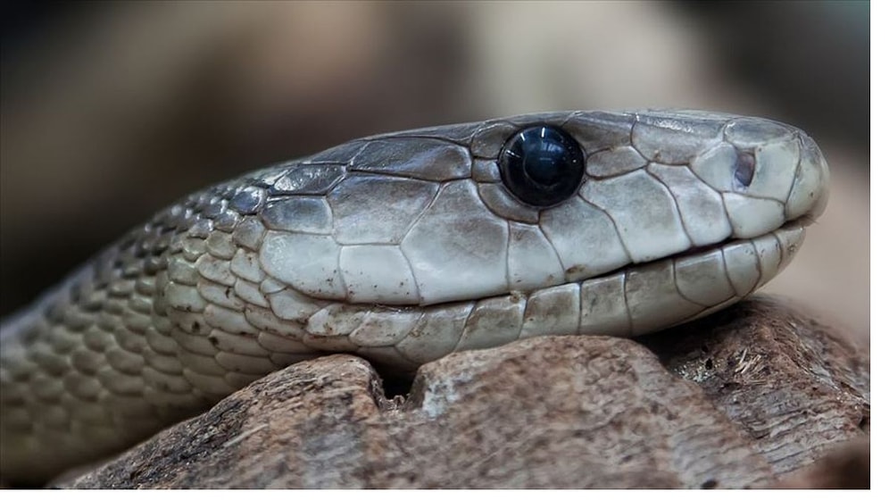 İki Yaşındaki Çocuk Kendisini Isıran Yılanı Isırdı