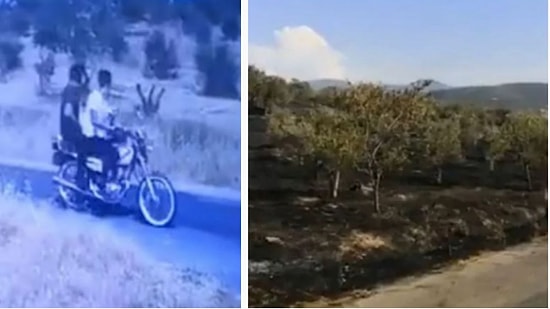 Nesin Vakfı'na Ait Matematik Köyü'ndeki Zeytinlik Kundaklandı