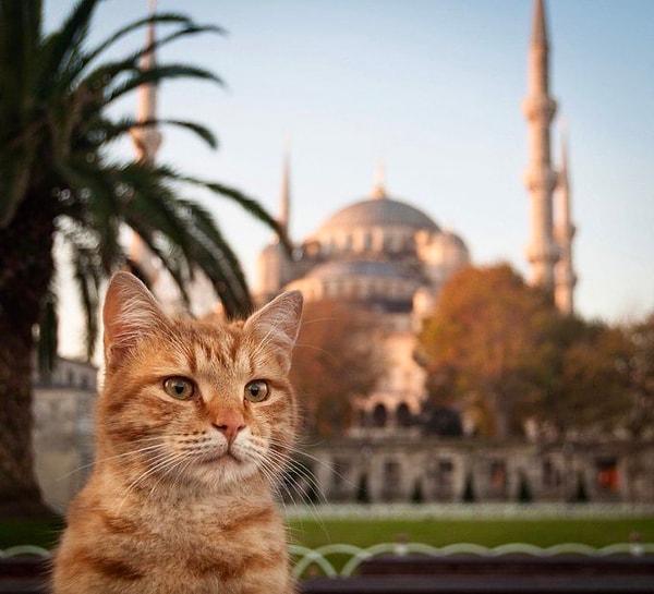 Yani kısaca İslamiyet’te kedinin yeri hadîslerin ve İslam alimlerinin açık delâletlerine göre;