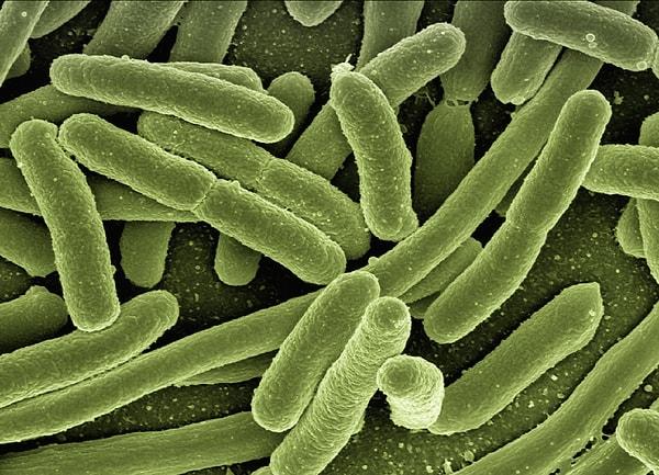5. Derinizdeki bakteriler sizi daha çekici kılabilir.
