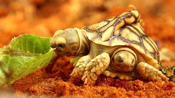 Schoor, kaplumbağadan daha az yaşayacağı için kendisinden sonra bu koleksiyonu sürdürecek birinin olmasını ümit ediyor.