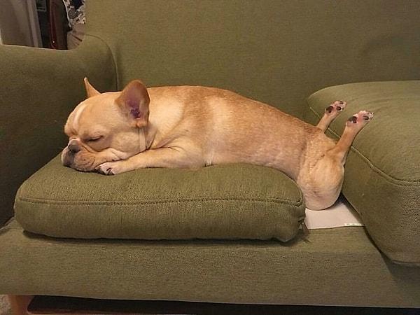12. Uyurken jimnastik yapan bir köpek 😂