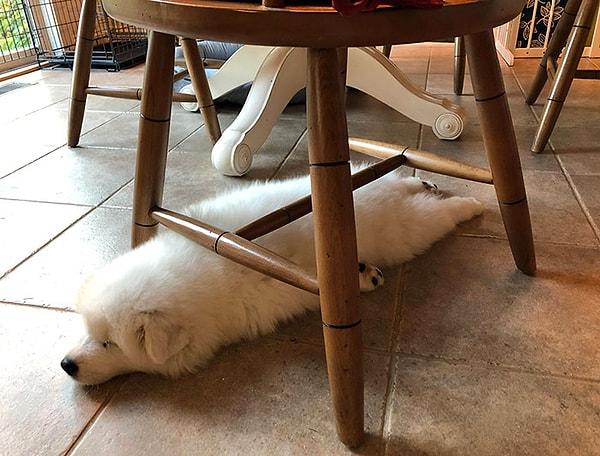 22. Sadece sandalye altında uyuyabilen bir köpek: