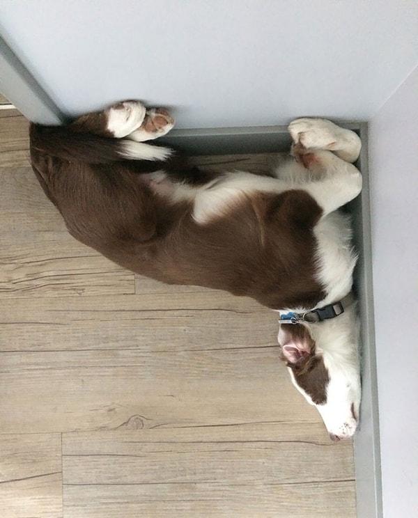 24. 90 derece açıyla uyuyan bir köpek: