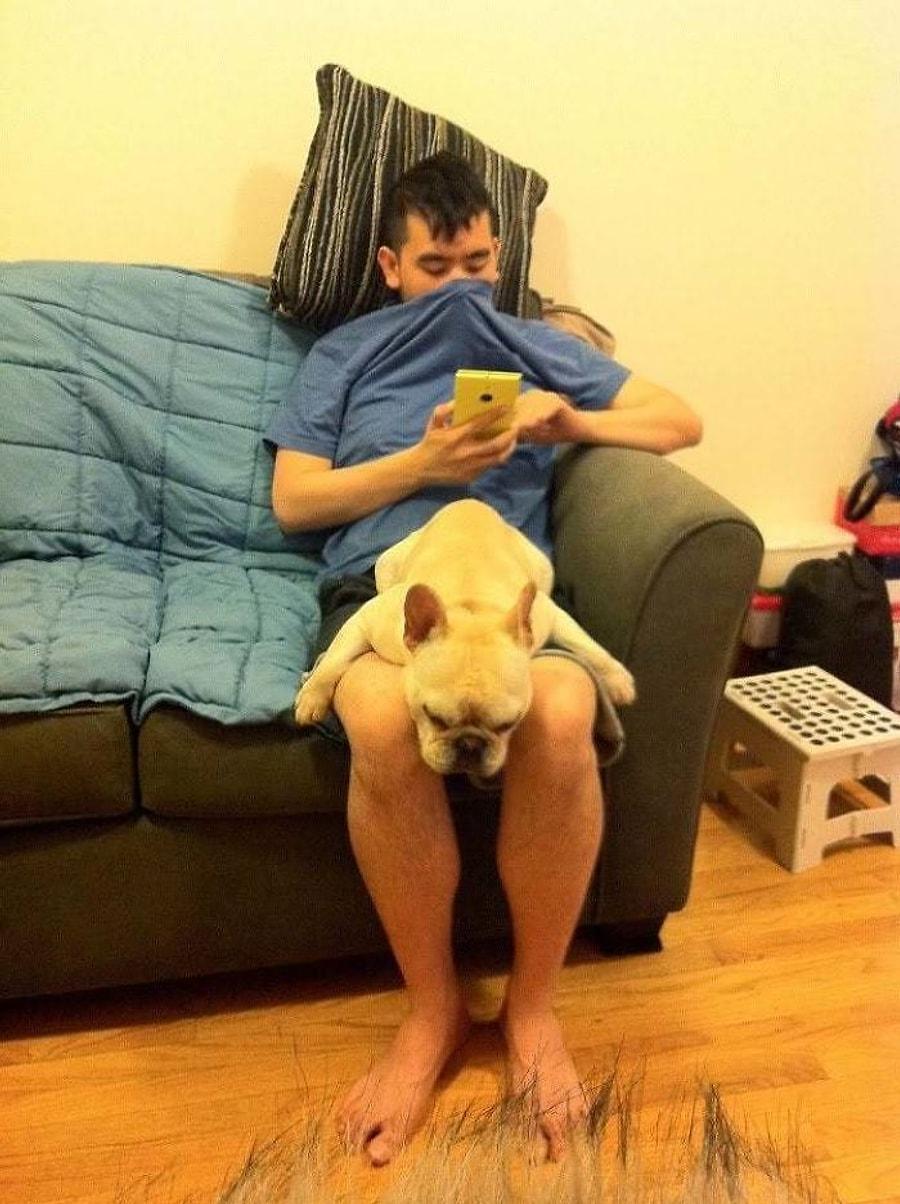 Собака на коленях у человека