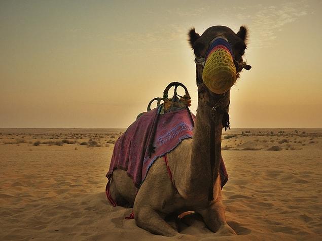 20. Dubai denilince aklınıza develer geldiyse yanılmıyorsunuz, şehirde birçok deveye ek olarak şahin, leopar, kurt gibi vahşi hayvanlar da bulunuyor!