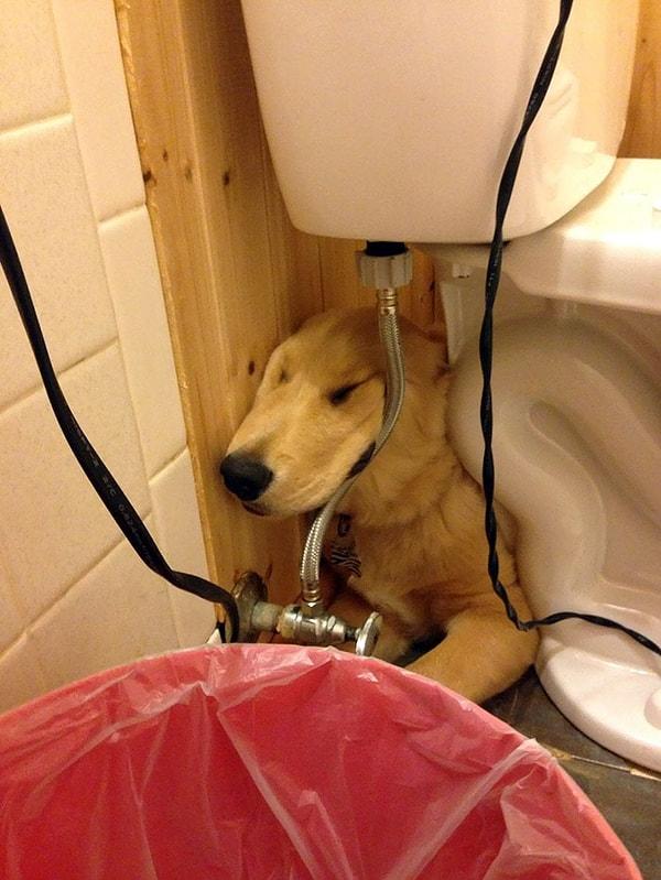 40. "Köpeğim tuvaletin altında uyumayı seviyor."