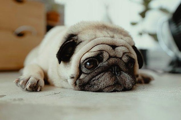 Tatile çıkarken patili dostunuzu geride bırakmak sizi üzüyorsa Pet Friendly otel kavramı hayatınızı değiştirebilir.