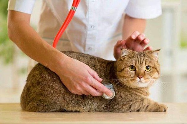 Pet otellerde evcil hayvanlarınızın bakımıyla uzman personeller ilgileniyor.