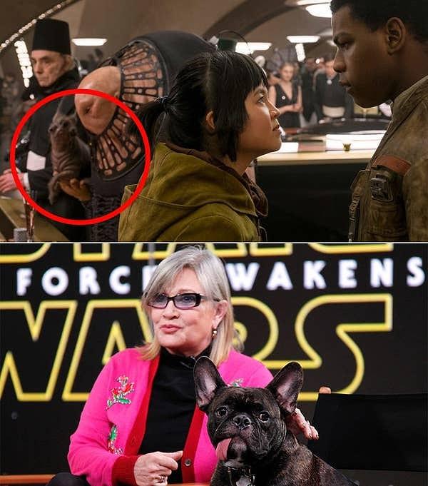 7. Star Wars: Son Jedi (2017) filminde bir tane uzaylı elinde köpeğe benzeyen bir yaratık tutuyor. Bu yaratık Carrie Fisher'ın çok sevdiği köpeğinden uyarlanmıştır.